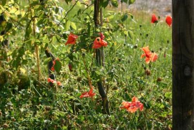 RFT 2010 - Peter Borsdorff_294