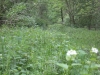 HAGL 2010_126