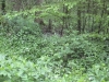 HAGL 2010_128